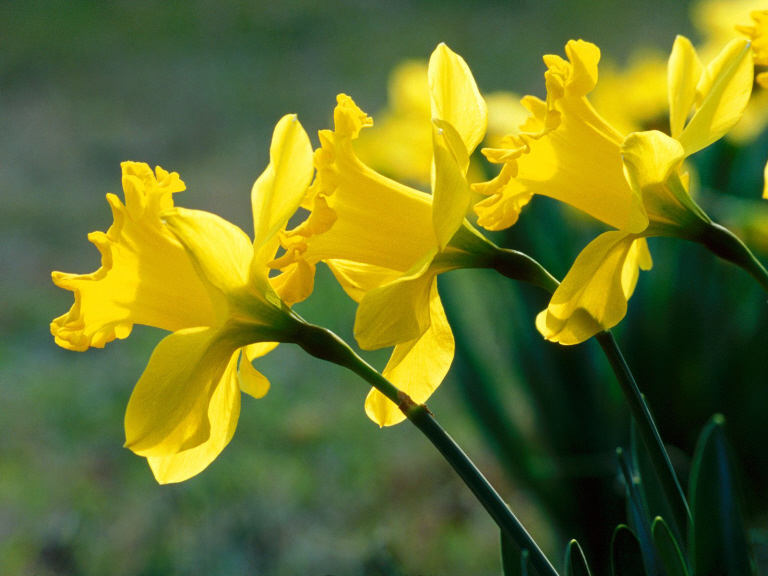 daffodil2